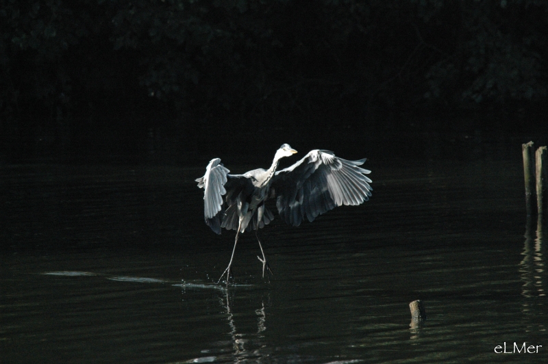 Danse sur l'eau