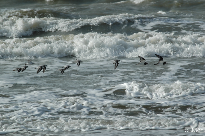 Vagues ailes