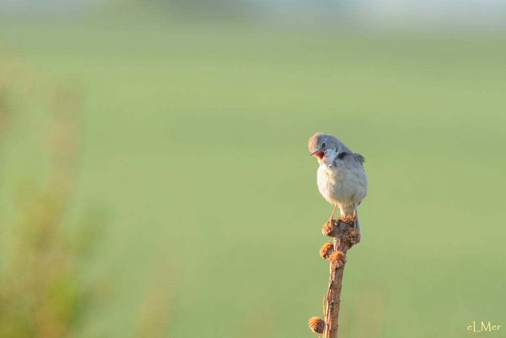 Curieuse grisette