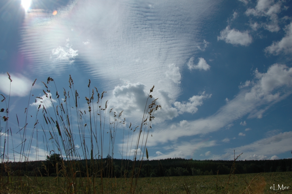 Gramines dans les nuages