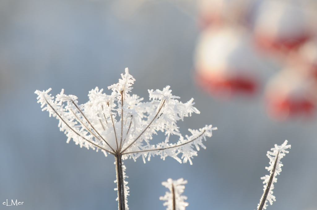 Ombelle d'hiver