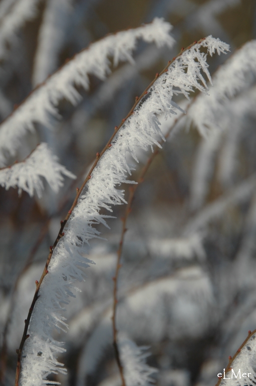 Givre fragile