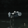 Danse sur l'eau